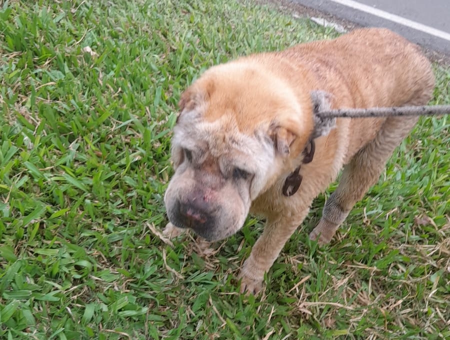 ¿Dónde te metiste? Un perro quedó atrapado en un zanjón en Funes y lo rescataron tras un complejo operativo
